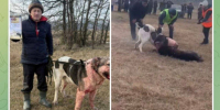 По факту проведения запрещенных собачьих боев в Крымском районе полицией проводится проверка - Газета Призыв